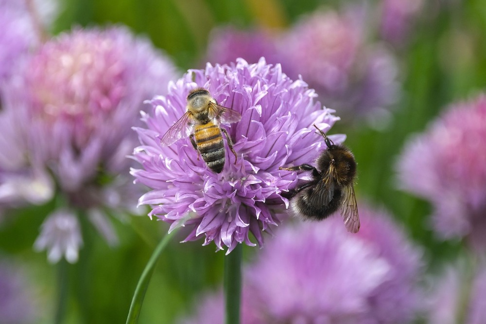 Фотографія Літо! / geokon (Александр) / photographers.ua