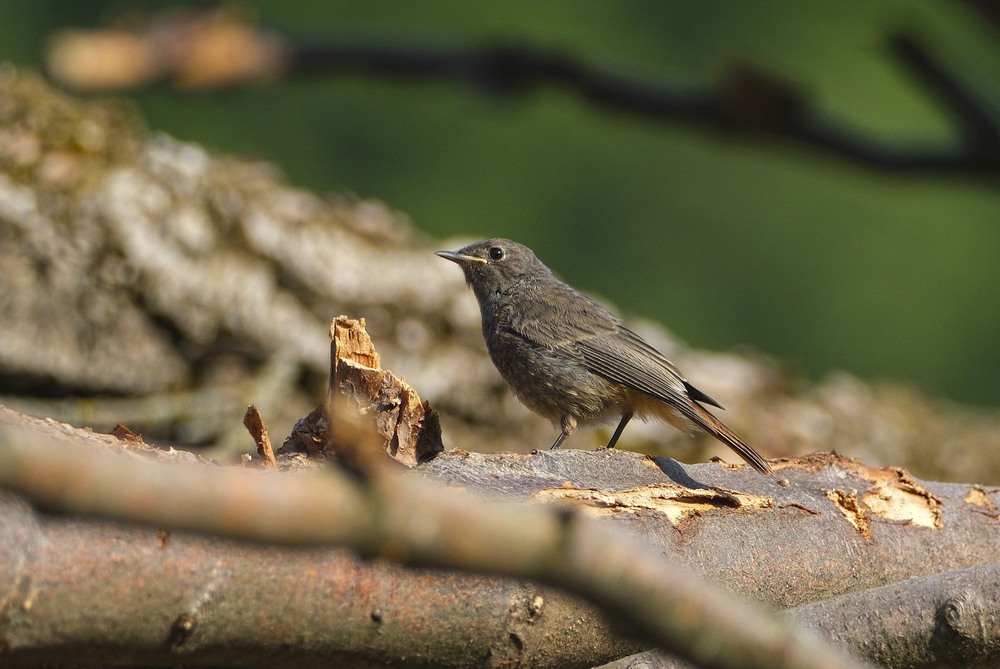 Фотографія Якось сонячним ранком / geokon (Александр) / photographers.ua