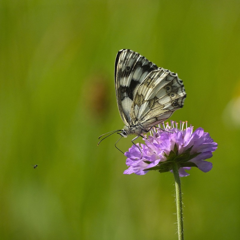 Фотографія А тобі тут що потрібно? / geokon (Александр) / photographers.ua