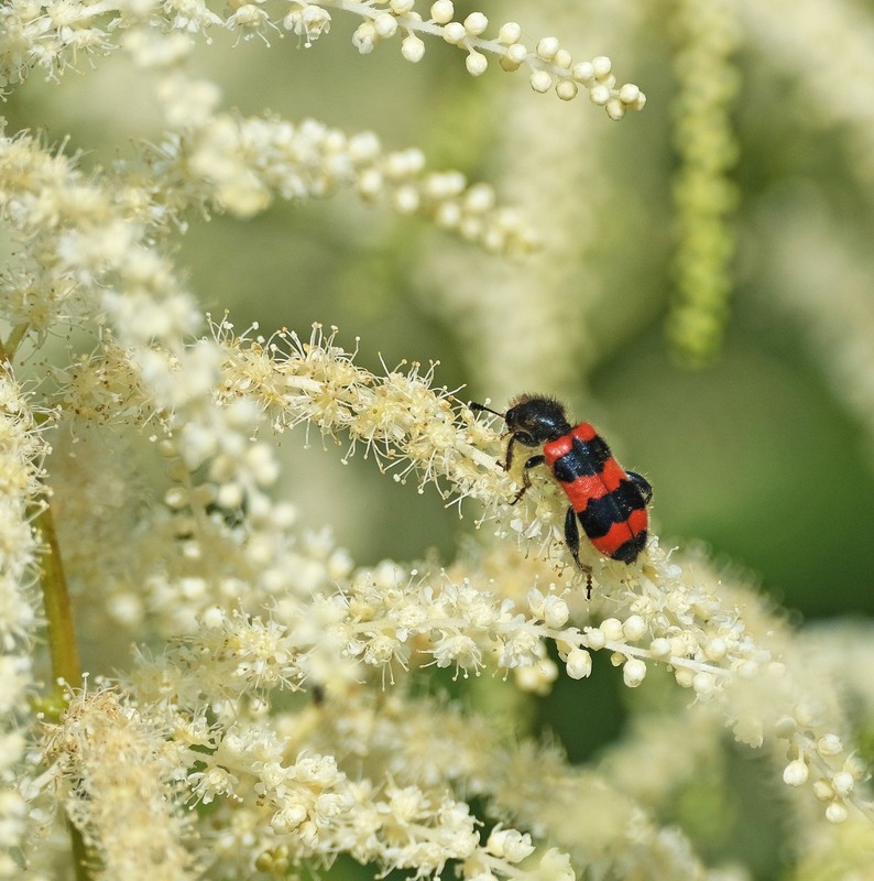 Фотографія В країні дрімучих трав. Мандри / geokon (Александр) / photographers.ua