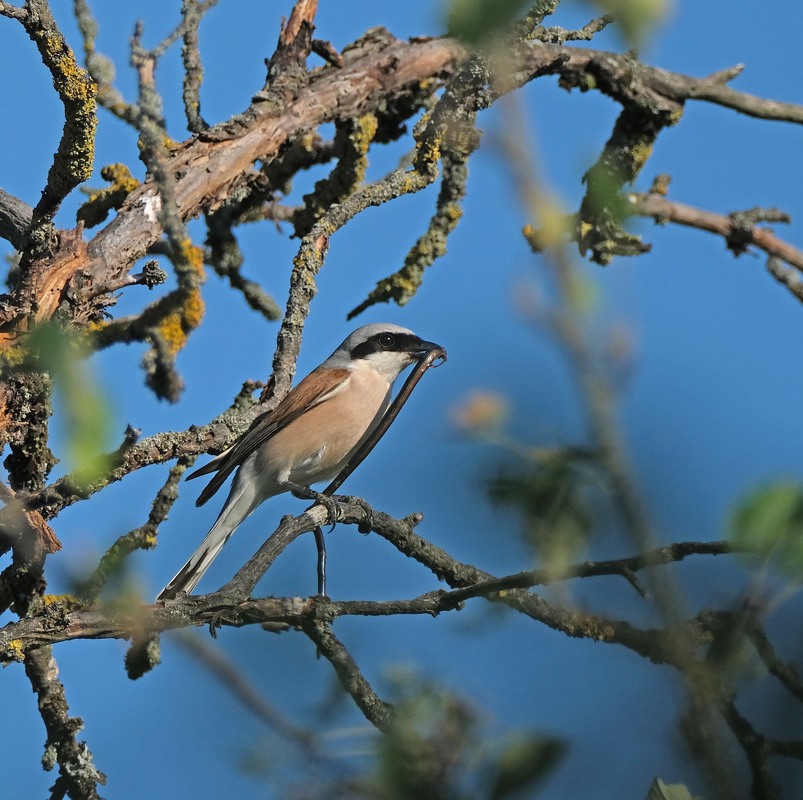 Фотографія Портрет сорокопута з мідянкою / geokon (Александр) / photographers.ua