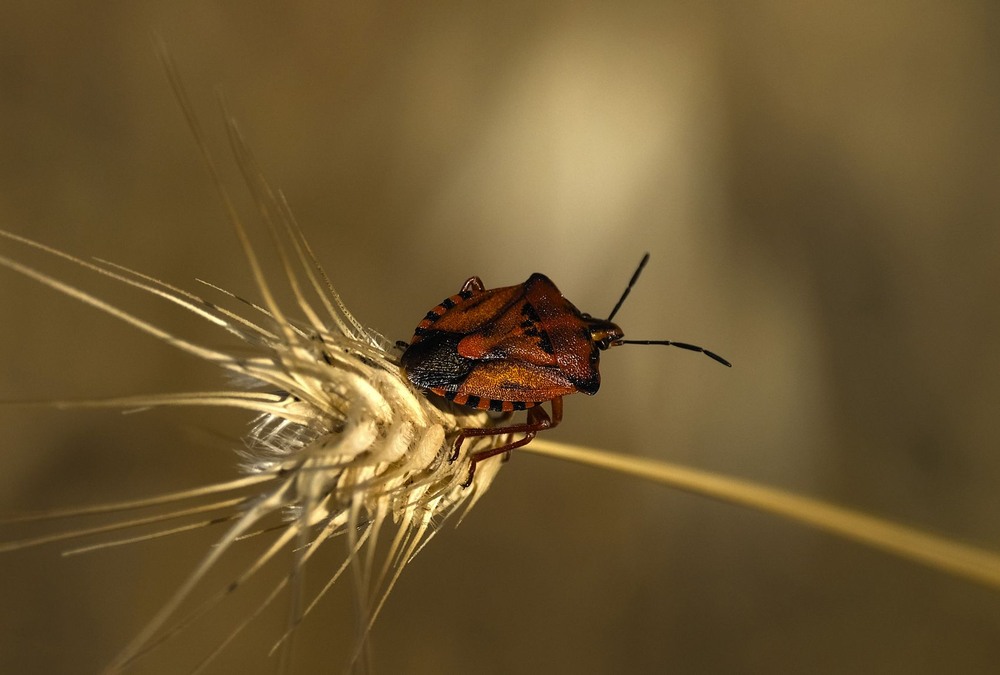 Фотографія Політ на помелі / geokon (Александр) / photographers.ua