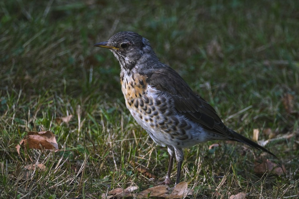 Фотографія Чикотеніще / geokon (Александр) / photographers.ua