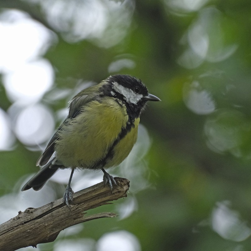 Фотографія Звичайнісінька синичка / geokon (Александр) / photographers.ua