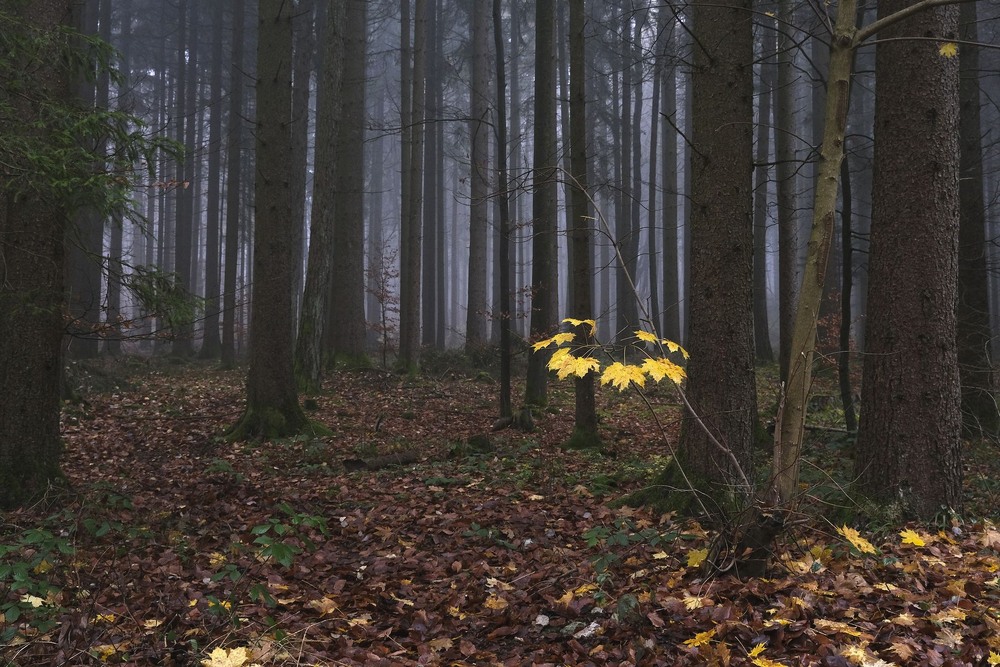 Фотографія Шарм туманного лісу / geokon (Александр) / photographers.ua