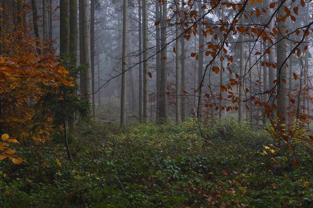 Фотографія Шарм туманного лісу 2 / geokon (Александр) / photographers.ua