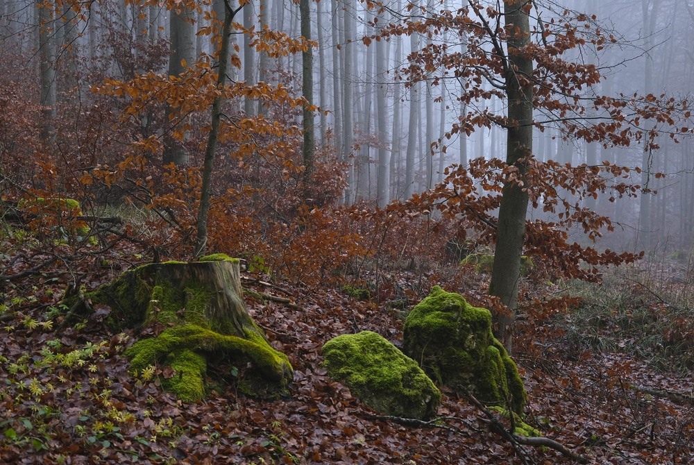 Фотографія Якось у горах туманних / geokon (Александр) / photographers.ua