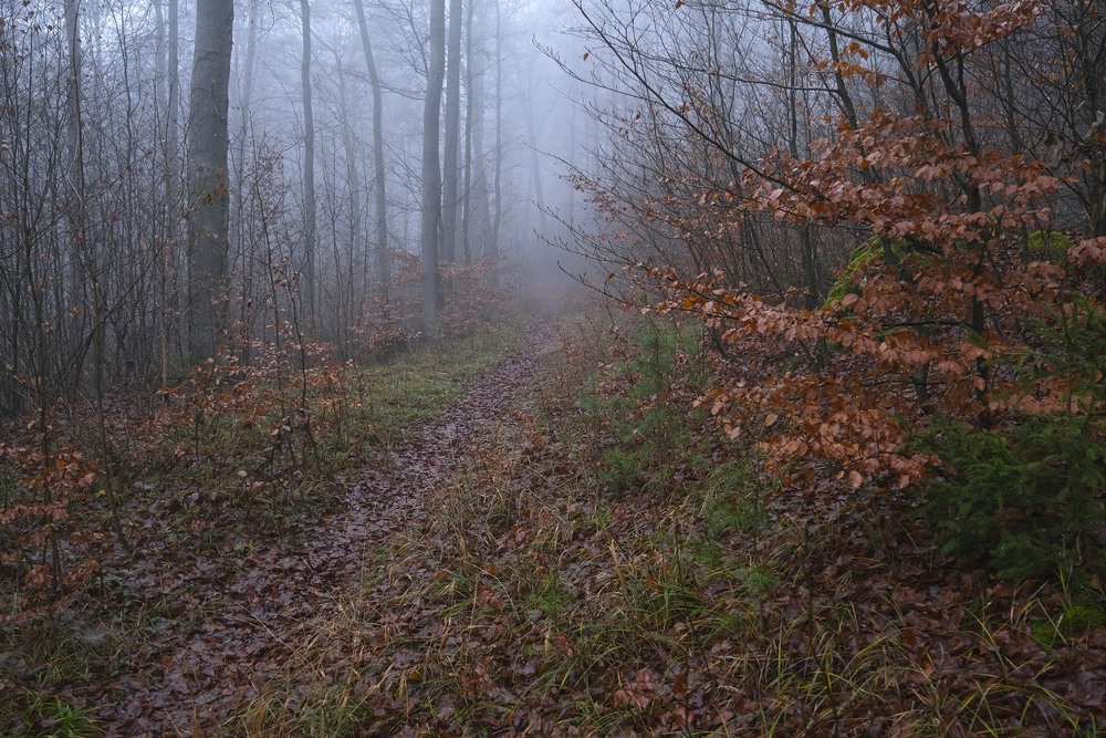 Фотографія Осінніми тропами / geokon (Александр) / photographers.ua
