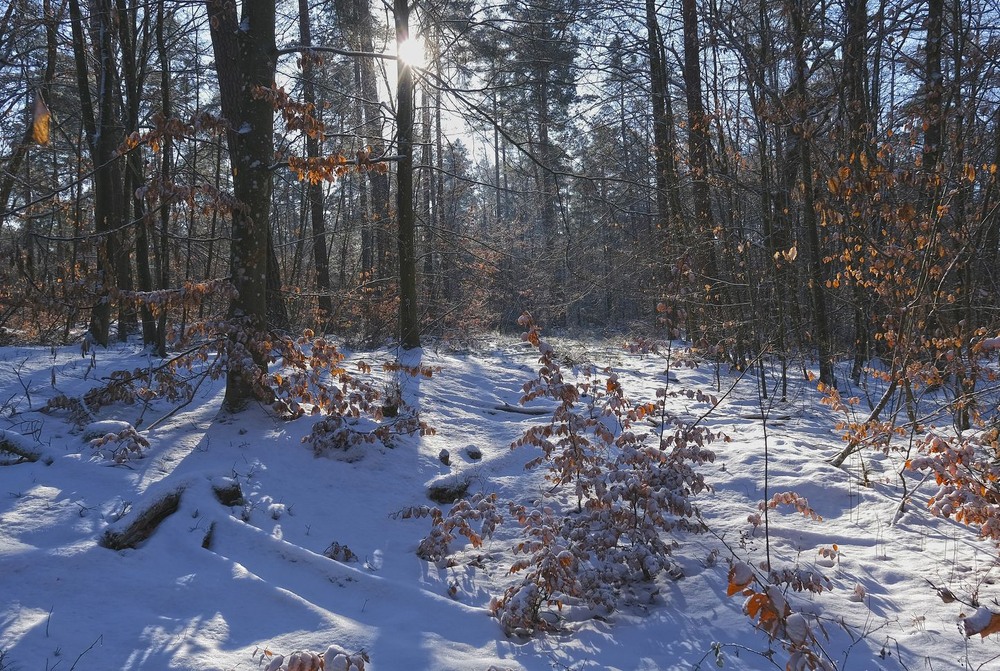 Фотографія Десь у зимовому лісі / geokon (Александр) / photographers.ua