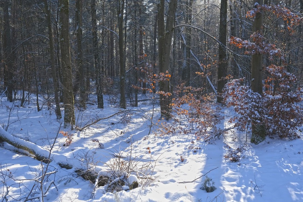 Фотографія Напередодні весни / geokon (Александр) / photographers.ua