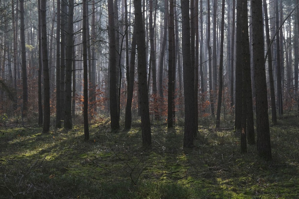 Фотографія Квітневнм лісом / geokon (Александр) / photographers.ua