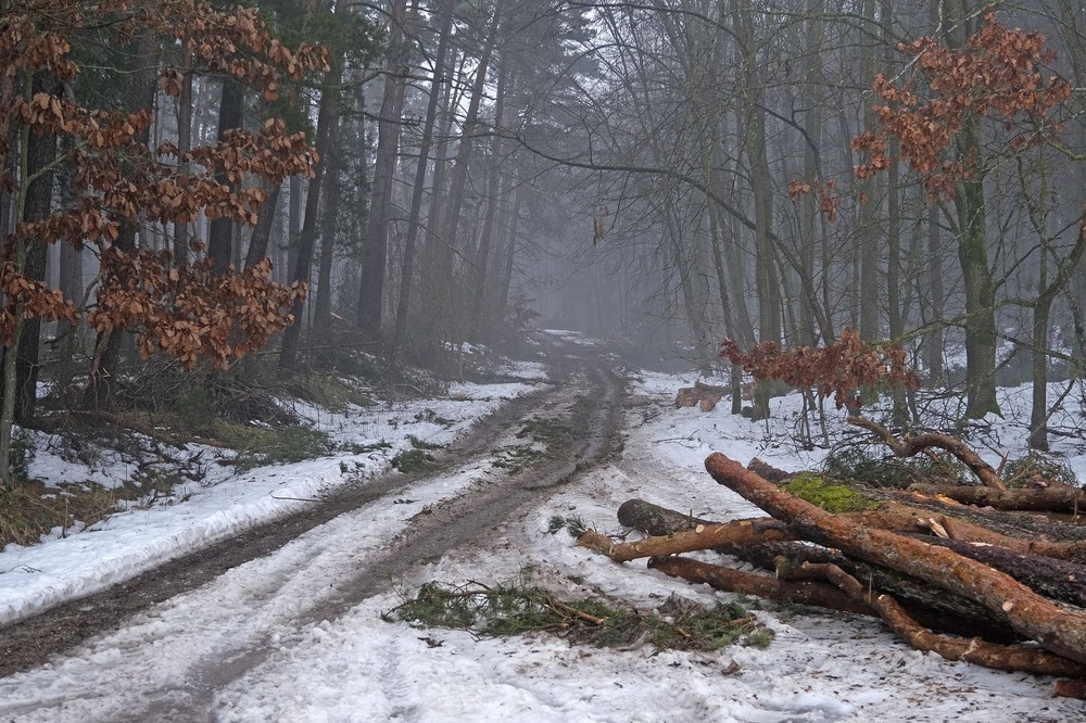 Фотографія Ранньо-весіння / geokon (Александр) / photographers.ua