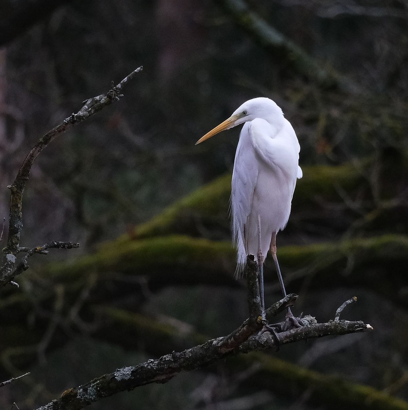 Фотографія To be or not to be? This is the question! / geokon (Александр) / photographers.ua