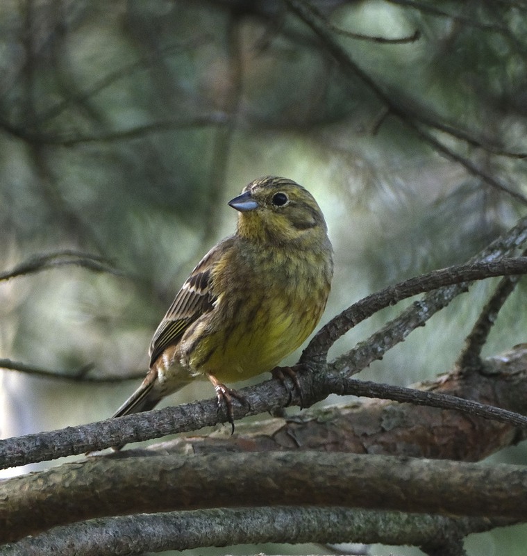 Фотографія Портрет вівсянки / geokon (Александр) / photographers.ua