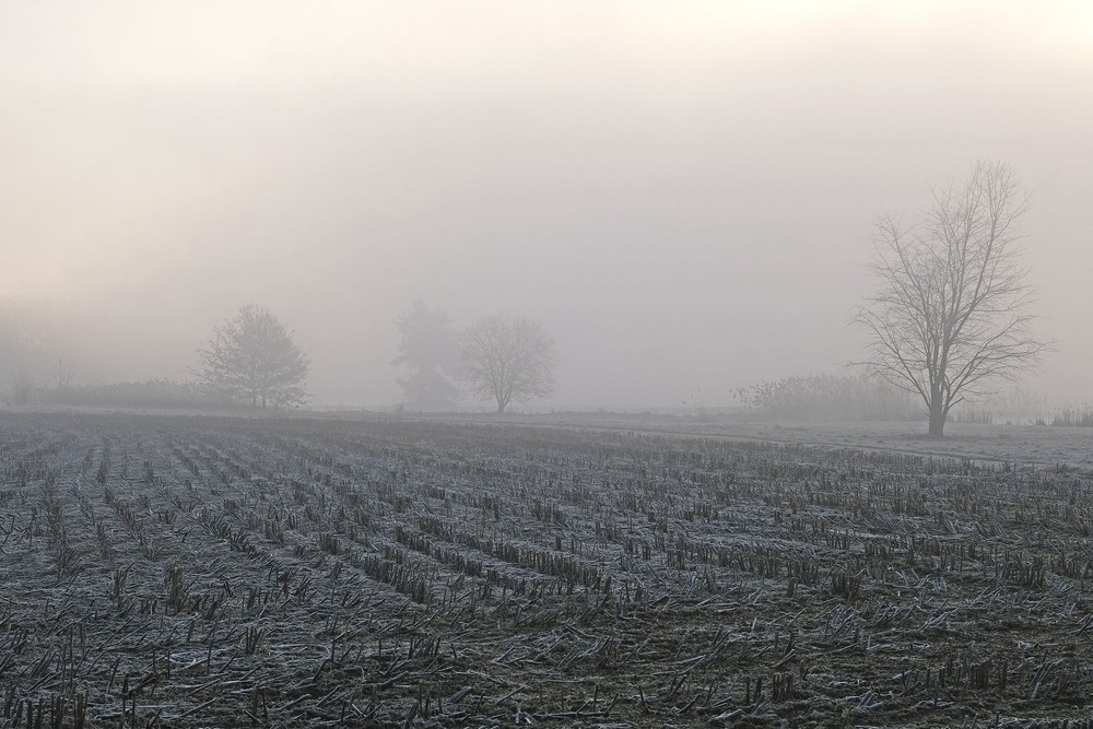 Фотографія Туманний ранок з морозцем / geokon (Александр) / photographers.ua