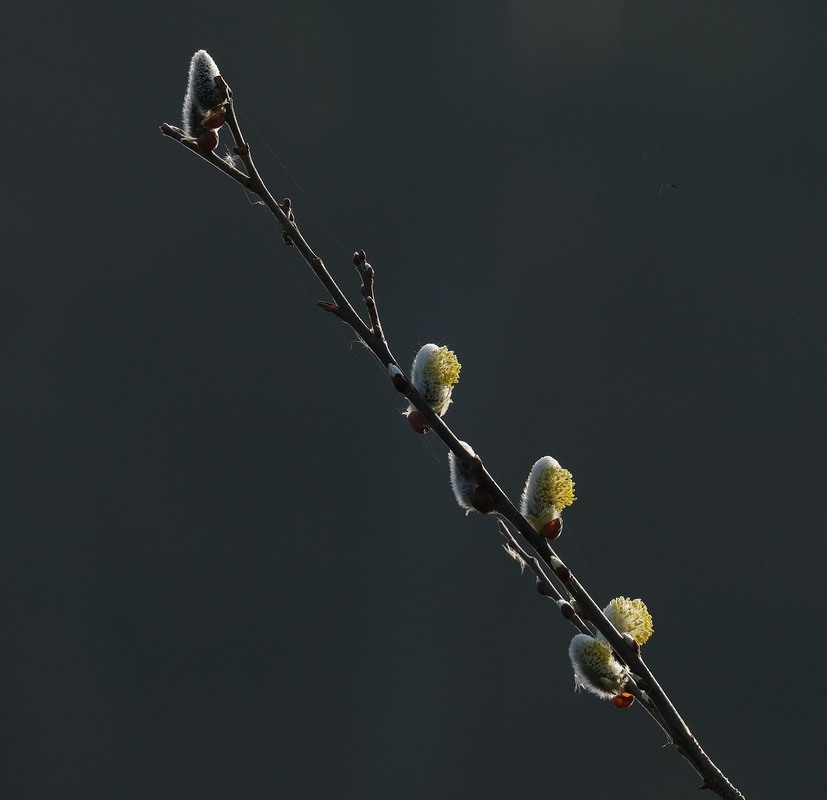 Фотографія *** / geokon (Александр) / photographers.ua