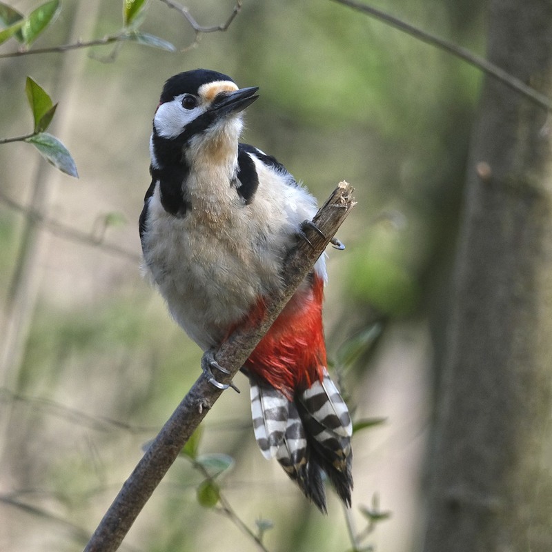Фотографія Портрет дятла звичайного / geokon (Александр) / photographers.ua