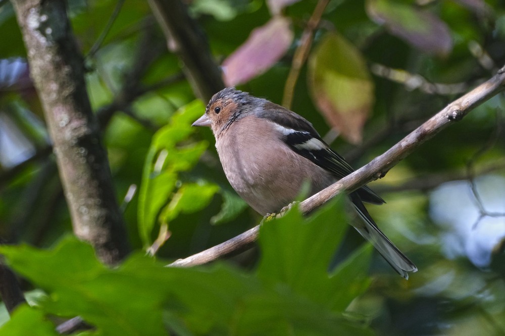 Фотографія Портрет зяблика / geokon (Александр) / photographers.ua