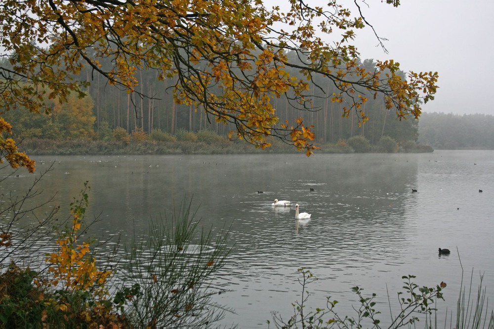 Фотографія На лебедином озере / geokon (Александр) / photographers.ua