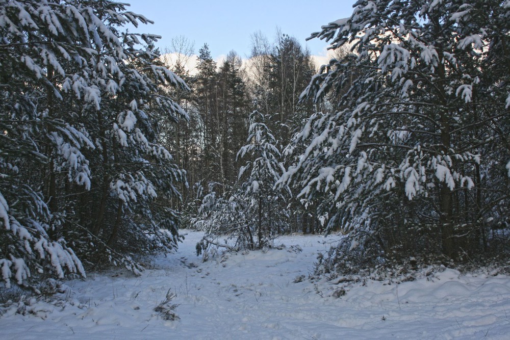 Фотографія В зимнем предвечернем лесу / geokon (Александр) / photographers.ua