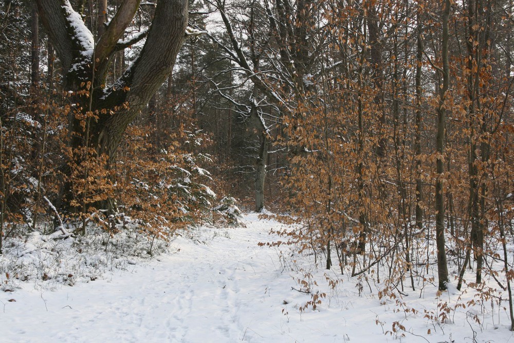 Фотографія Рыжая зима / geokon (Александр) / photographers.ua