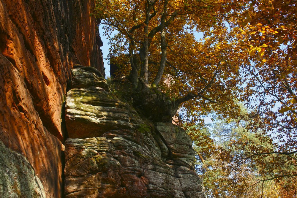 Фотографія О деревьях, на камнях растущих / geokon (Александр) / photographers.ua