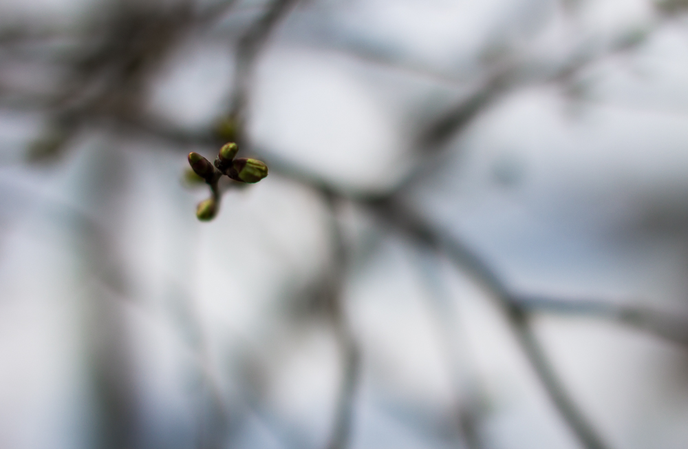 Фотографія весна / Анна Гірна / photographers.ua