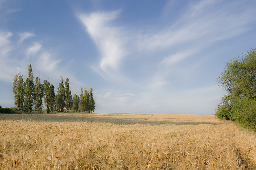 Фотографія *** / Евгений Шамай / photographers.ua