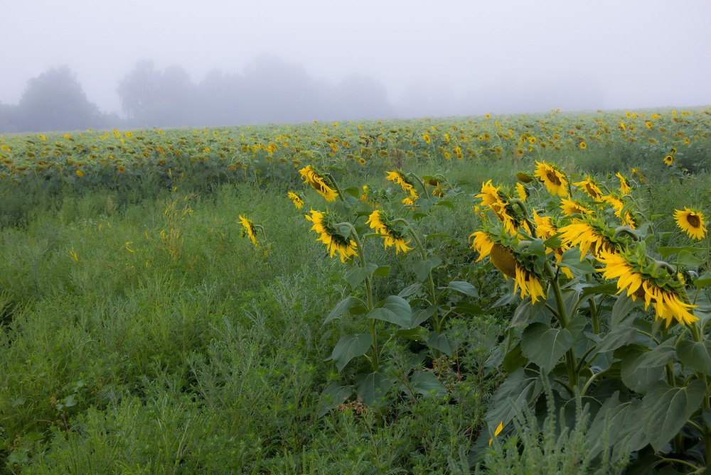Фотографія *** / Евгений Шамай / photographers.ua