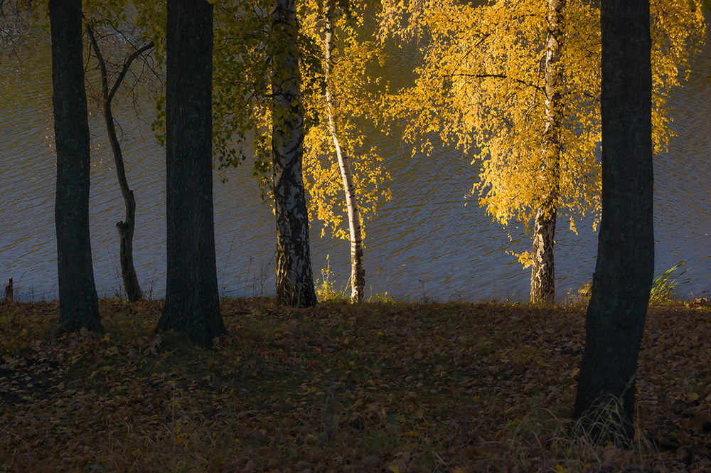 Фотографія *** / Евгений Шамай / photographers.ua