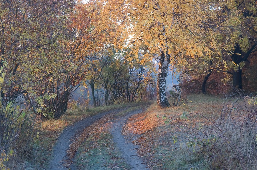 Фотографія *** / Евгений Шамай / photographers.ua