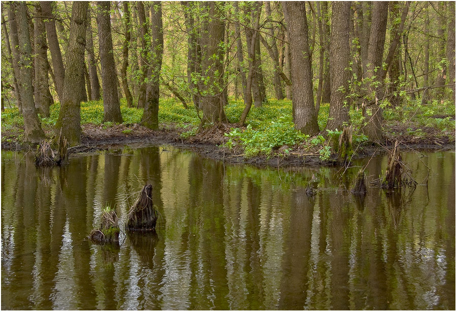 Фотографія В лесу. / Евгений Шамай / photographers.ua