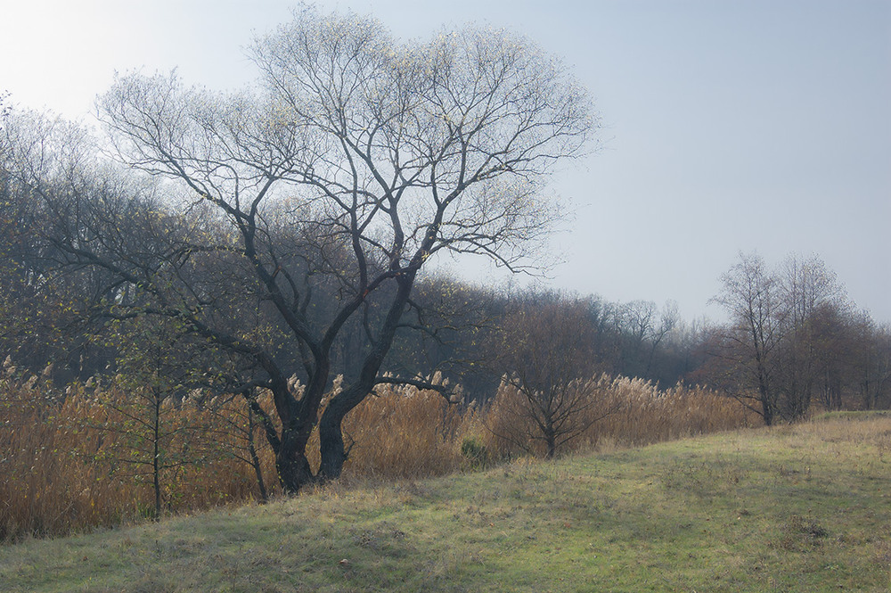 Фотографія *** / Евгений Шамай / photographers.ua