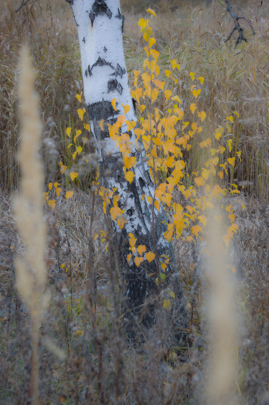Фотографія *** / Евгений Шамай / photographers.ua