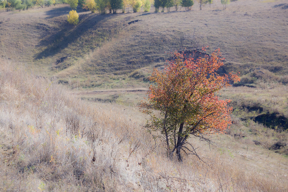 Фотографія *** / Евгений Шамай / photographers.ua
