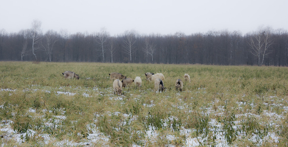 Фотографія *** / Евгений Шамай / photographers.ua