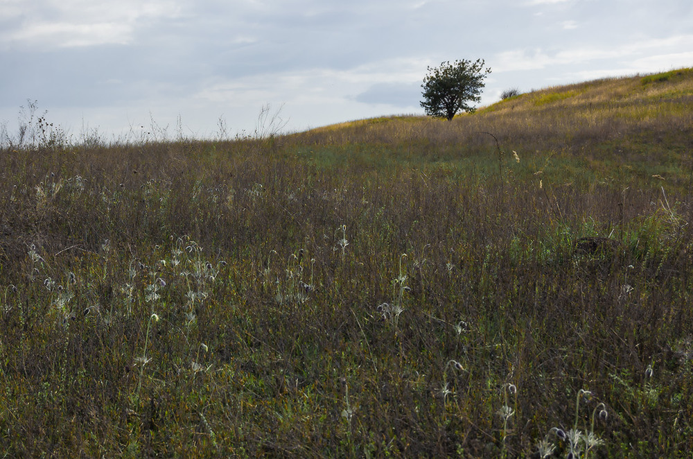 Фотографія *** / Евгений Шамай / photographers.ua