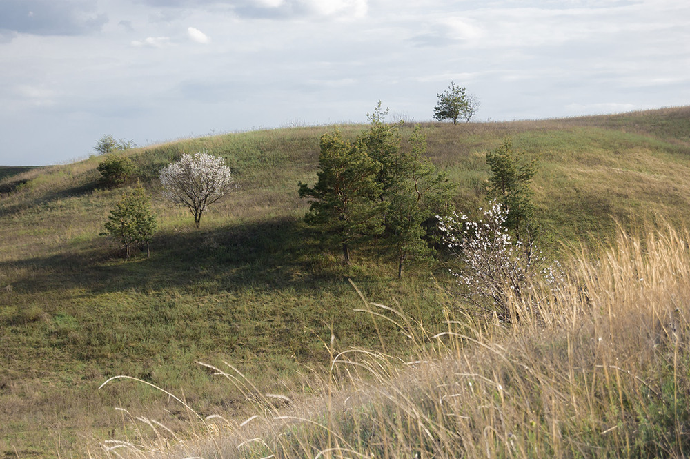 Фотографія *** / Евгений Шамай / photographers.ua