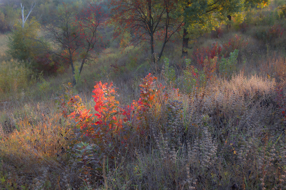 Фотографія *** / Евгений Шамай / photographers.ua