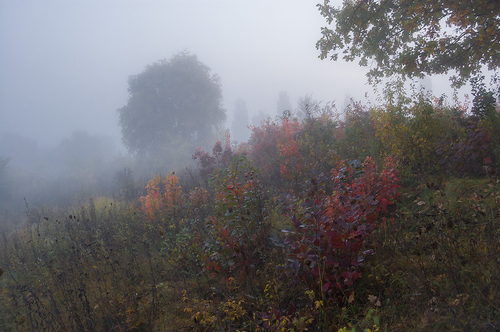 Фотографія *** / Евгений Шамай / photographers.ua