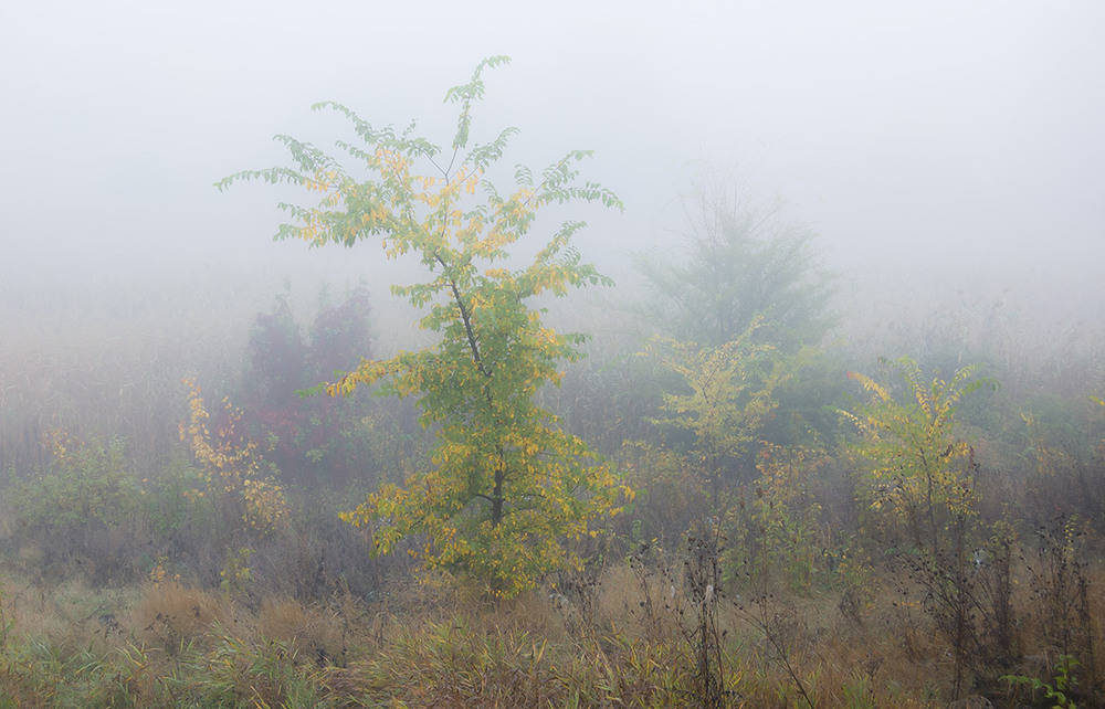 Фотографія *** / Евгений Шамай / photographers.ua