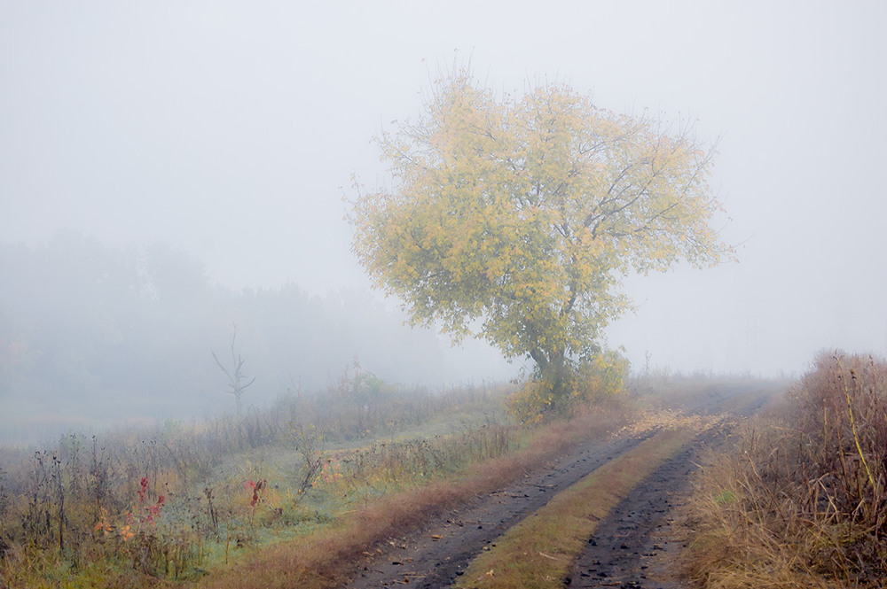 Фотографія *** / Евгений Шамай / photographers.ua