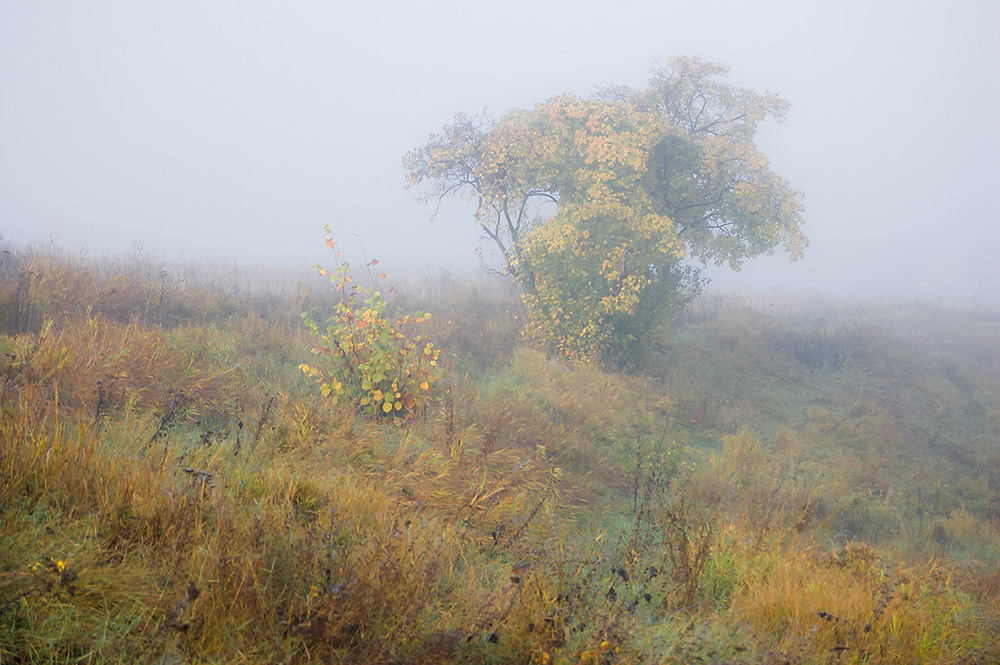 Фотографія *** / Евгений Шамай / photographers.ua