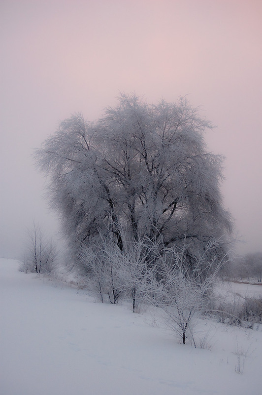 Фотографія *** / Евгений Шамай / photographers.ua