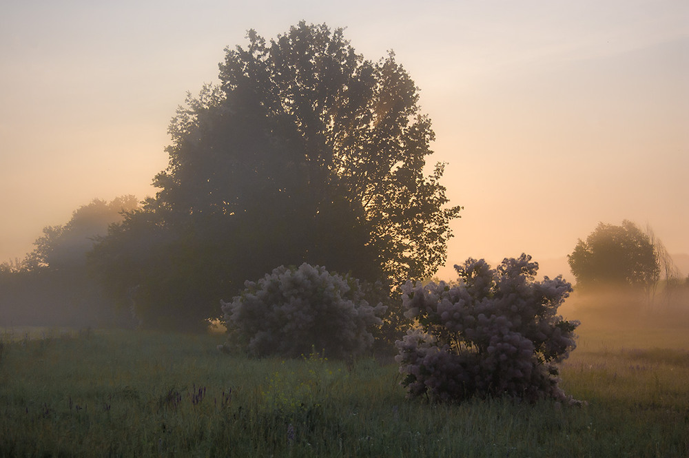 Фотографія *** / Евгений Шамай / photographers.ua