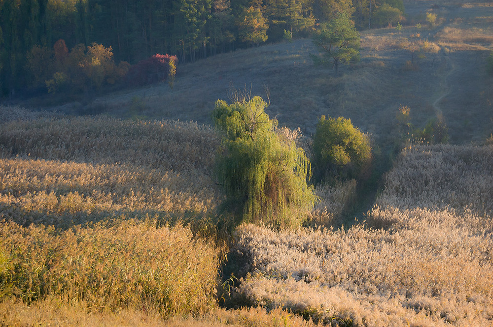 Фотографія *** / Евгений Шамай / photographers.ua