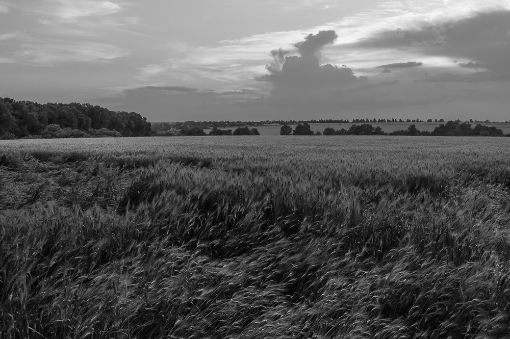 Фотографія *** / Евгений Шамай / photographers.ua