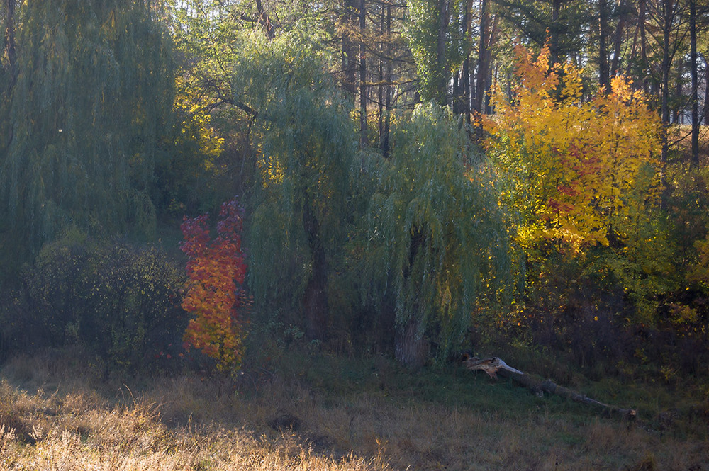Фотографія *** / Евгений Шамай / photographers.ua