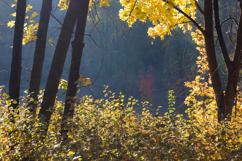Фотографія *** / Евгений Шамай / photographers.ua