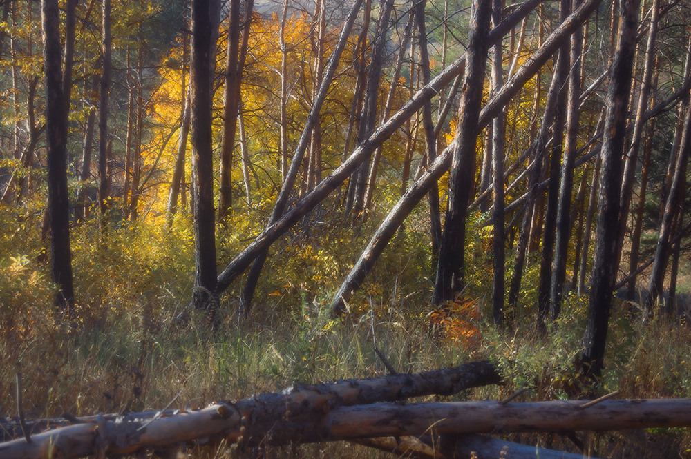 Фотографія *** / Евгений Шамай / photographers.ua